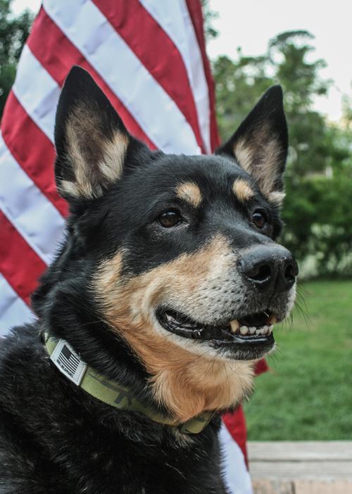AR Dog Collar