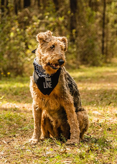 Drop Line Dog Bandana