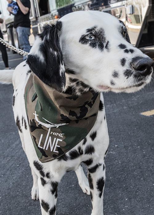 Drop Line Dog Bandana