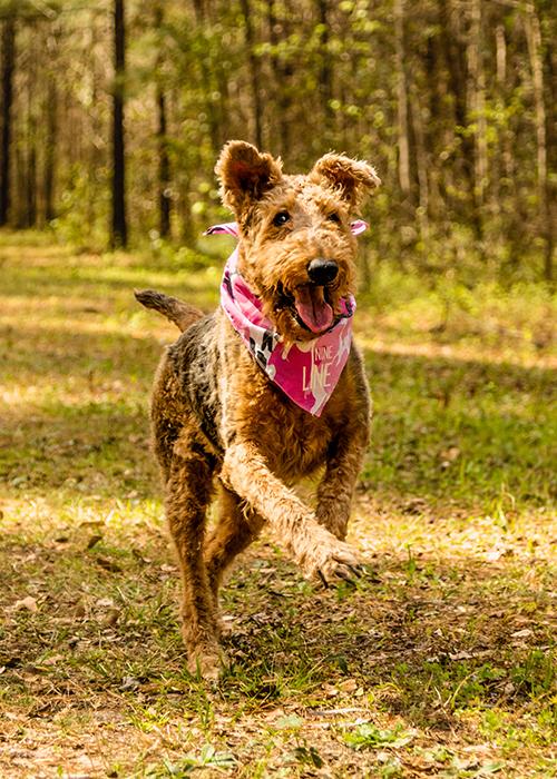 Drop Line Dog Bandana