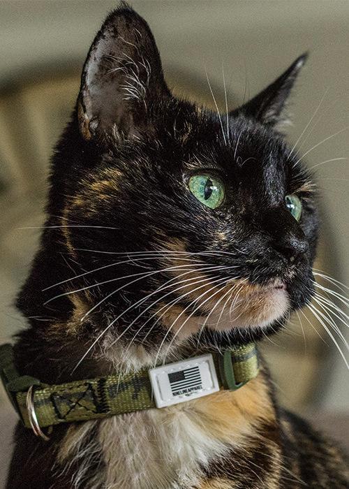 AR Dog Collar