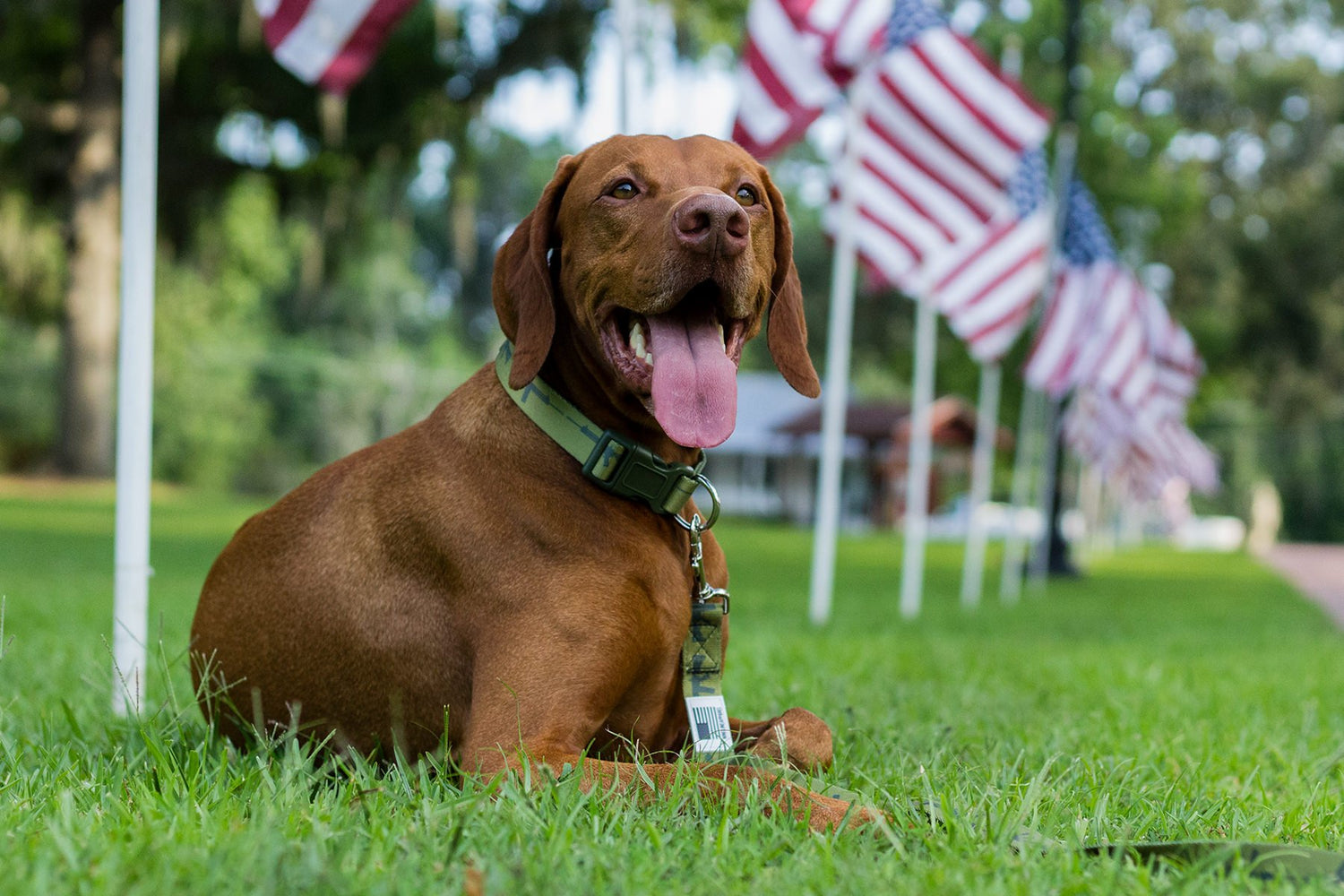 Man's Best Friend